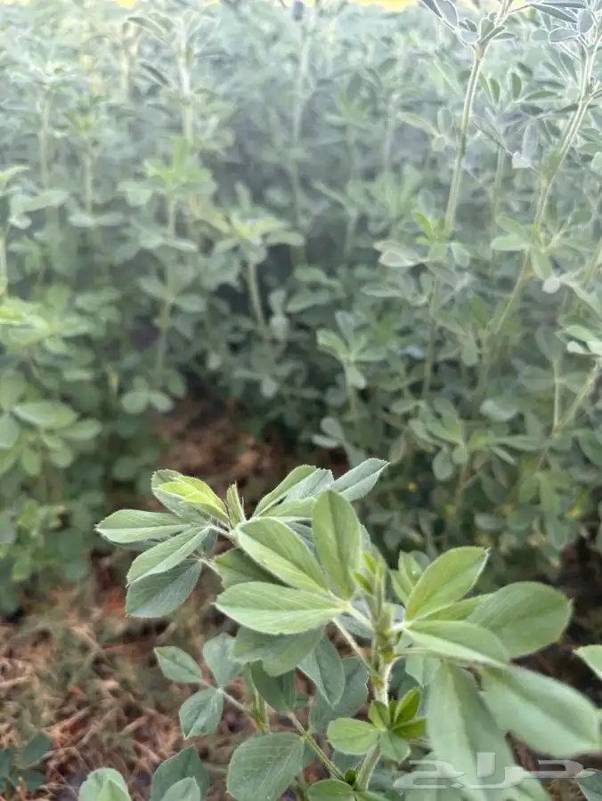 بذور برسيم صبخاوي انتاج 2025 درجه اولى 6