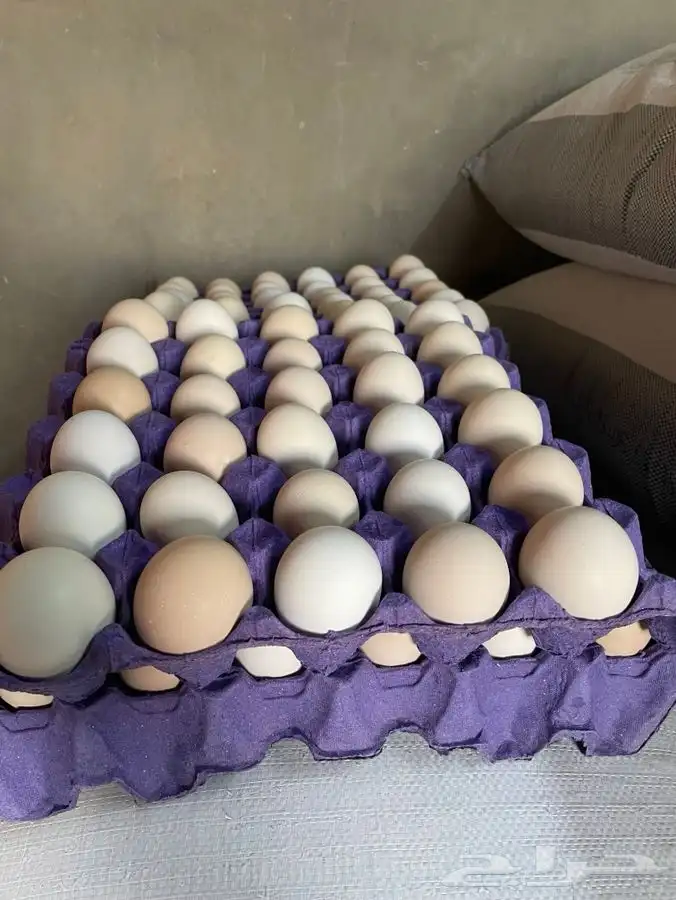 بيض دجاج مخصب 0