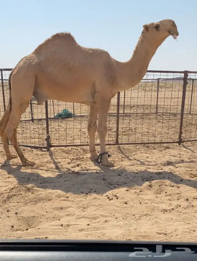 للبيع قعود باتلي كفو على باتلي ابو عجاريد شرط 0