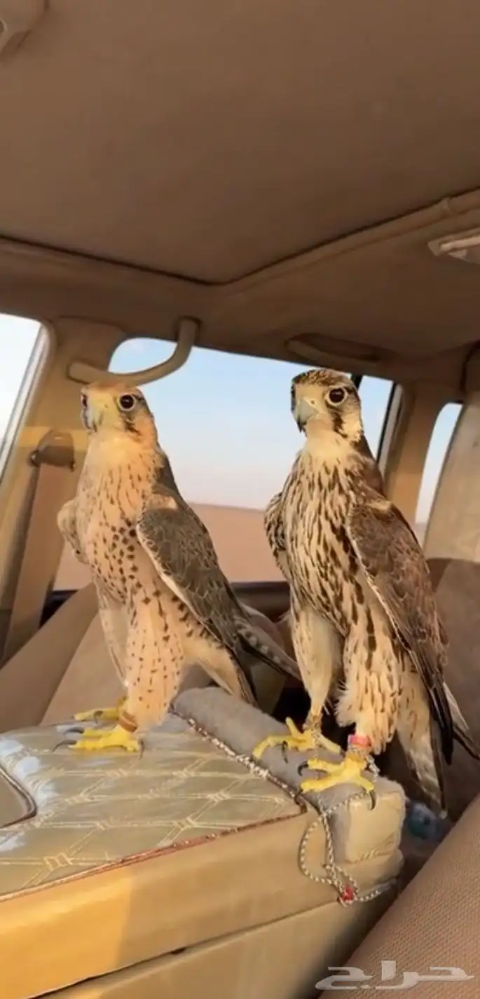 مطلوب طير وكري أو حر بحدود 2500 (فقط خاص) 0