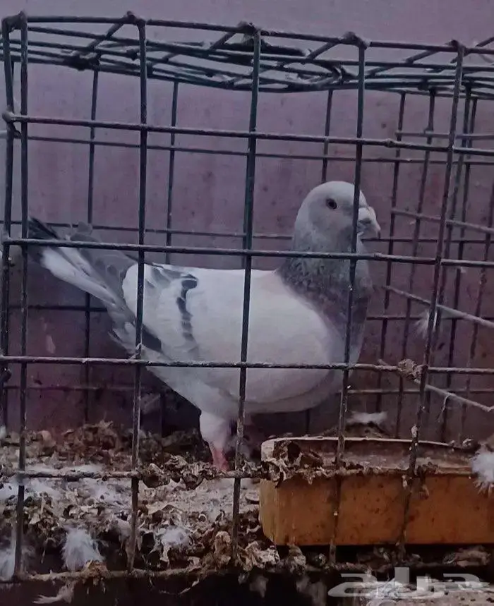 ذكر زاجل ايس 0