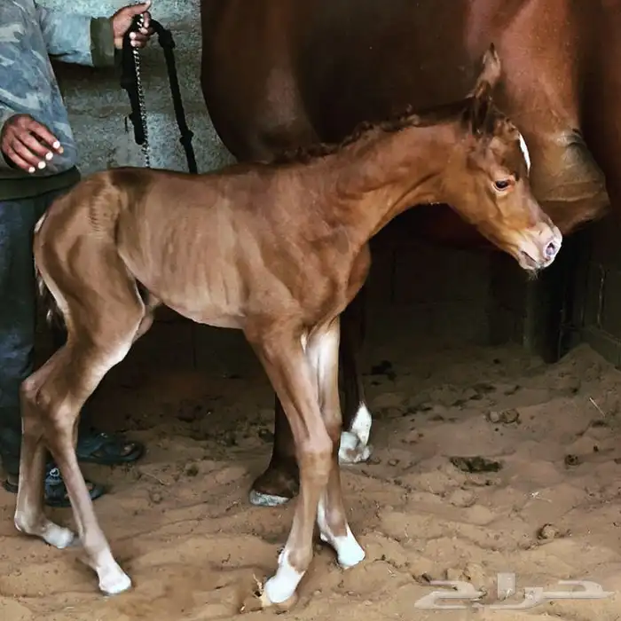 فحل مربط من الخالدية 9