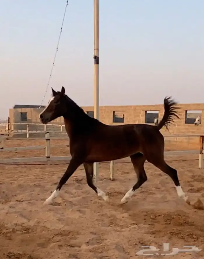 فرس فاخره دهما محجله اربع 1
