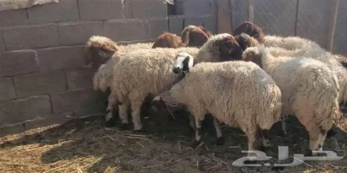 11 راس نعيم مضاريع 2