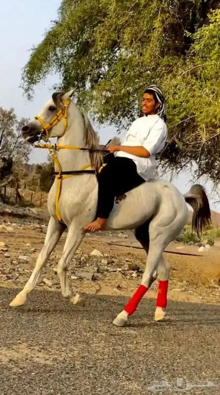 حصان للبيع 0