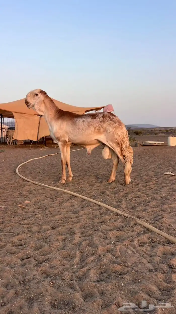 للبيع سواكني درماني نادر 0