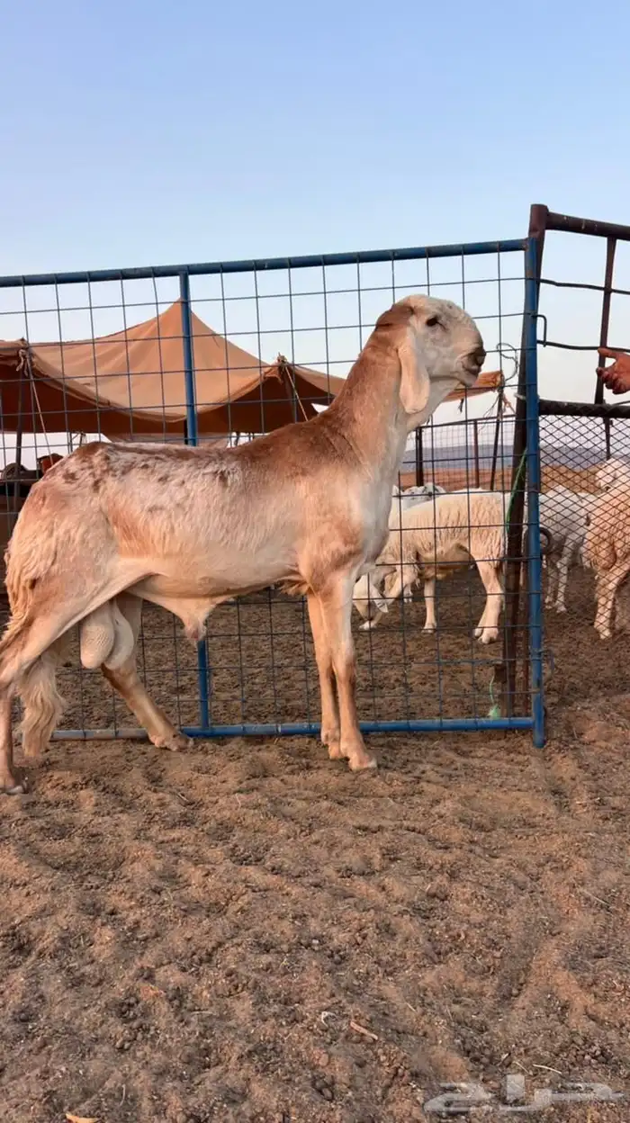 للبيع سواكني درماني نادر 1