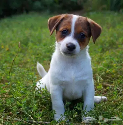 جراء جاك راسل استيراد روسيا index