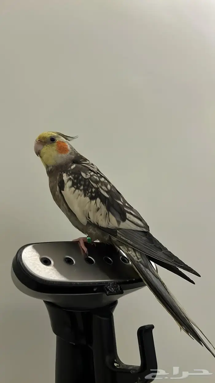 مفقود طائر كروان 0