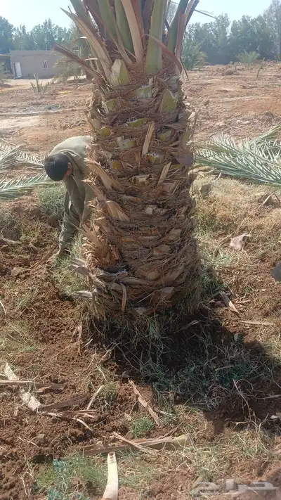 نخيل مثمر للبيع نخل مثمر index