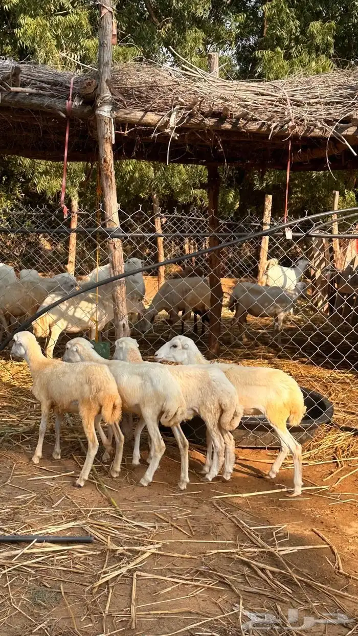 للبيع رخيل بلدي 0