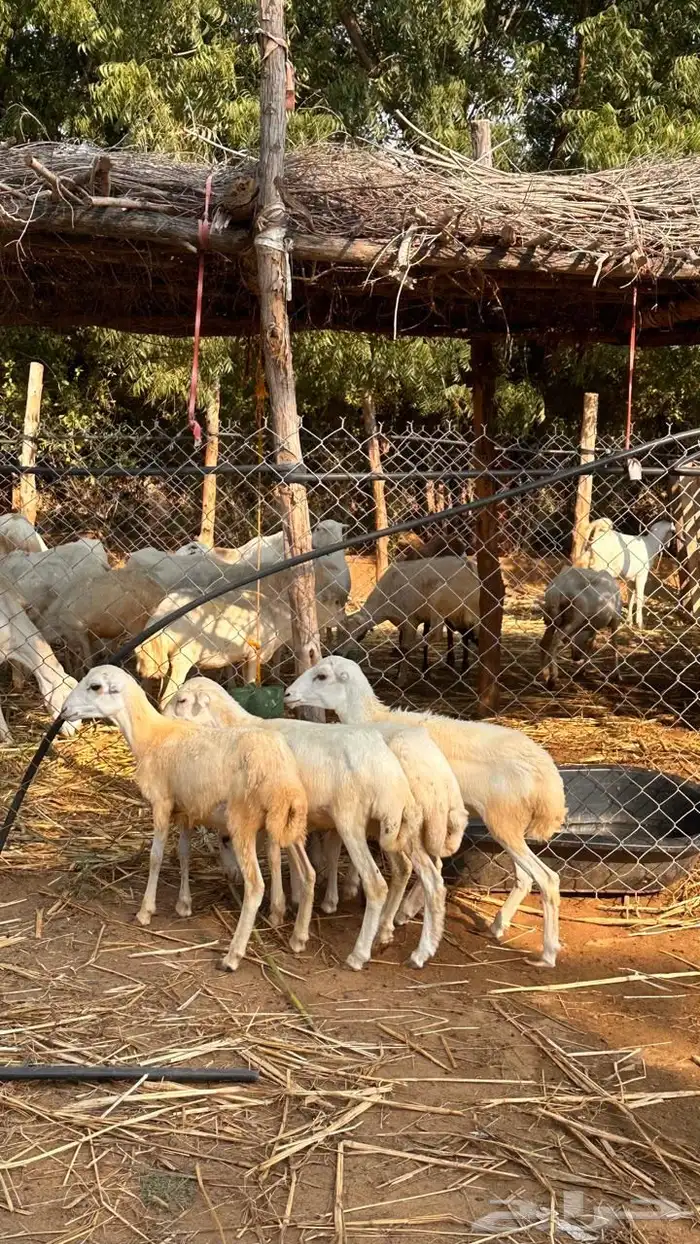 للبيع رخيل بلدي 2