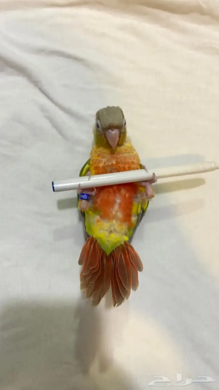 جوز كنيور منتج 6