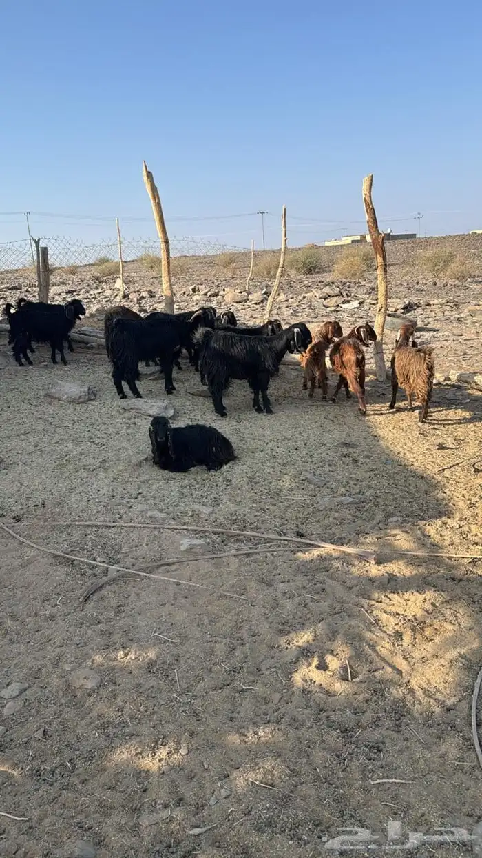 جفار معزاء طيبات مراح 2