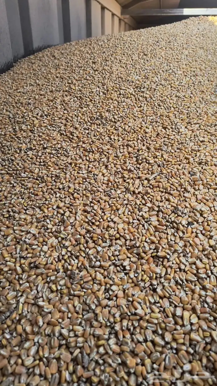 ذرة صفراء للبيع(تابعه لشركة المراعي) 1