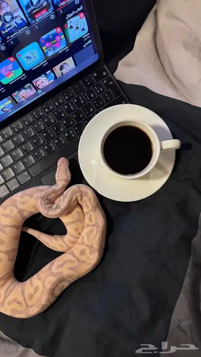 احواض زواحف   بول بايثون طفرة حلوه وانثى بعد للبيع index