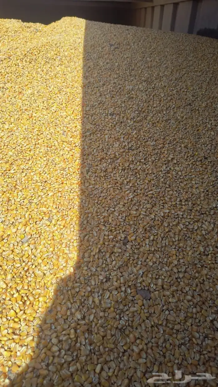 ذرة صفراء للبيع(تابعه لشركة المراعي) 0