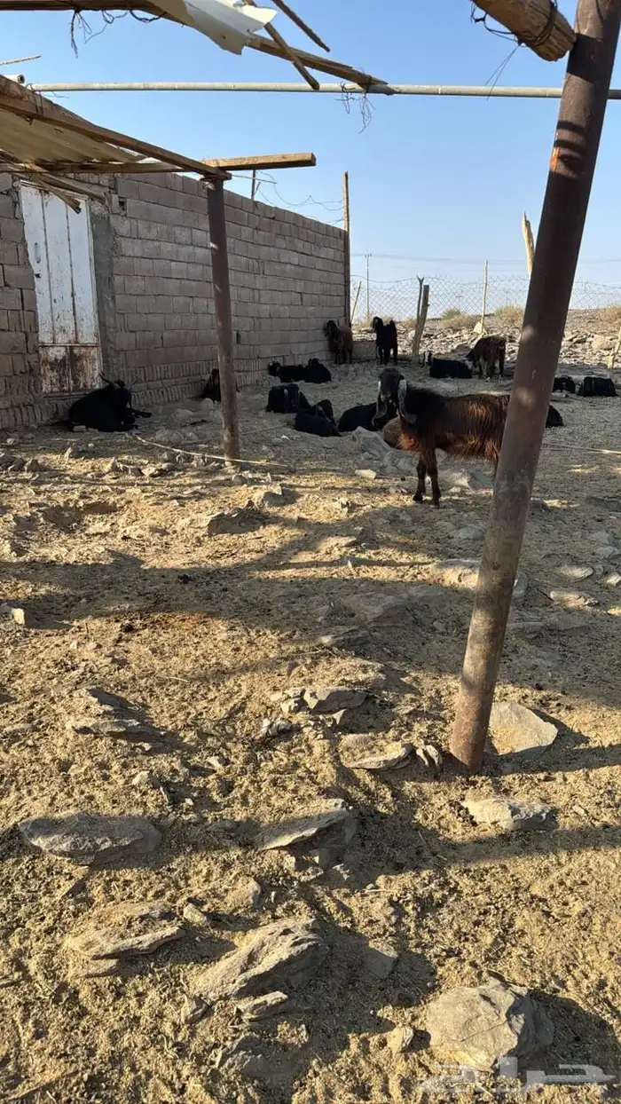 جفار معزاء طيبات مراح 0