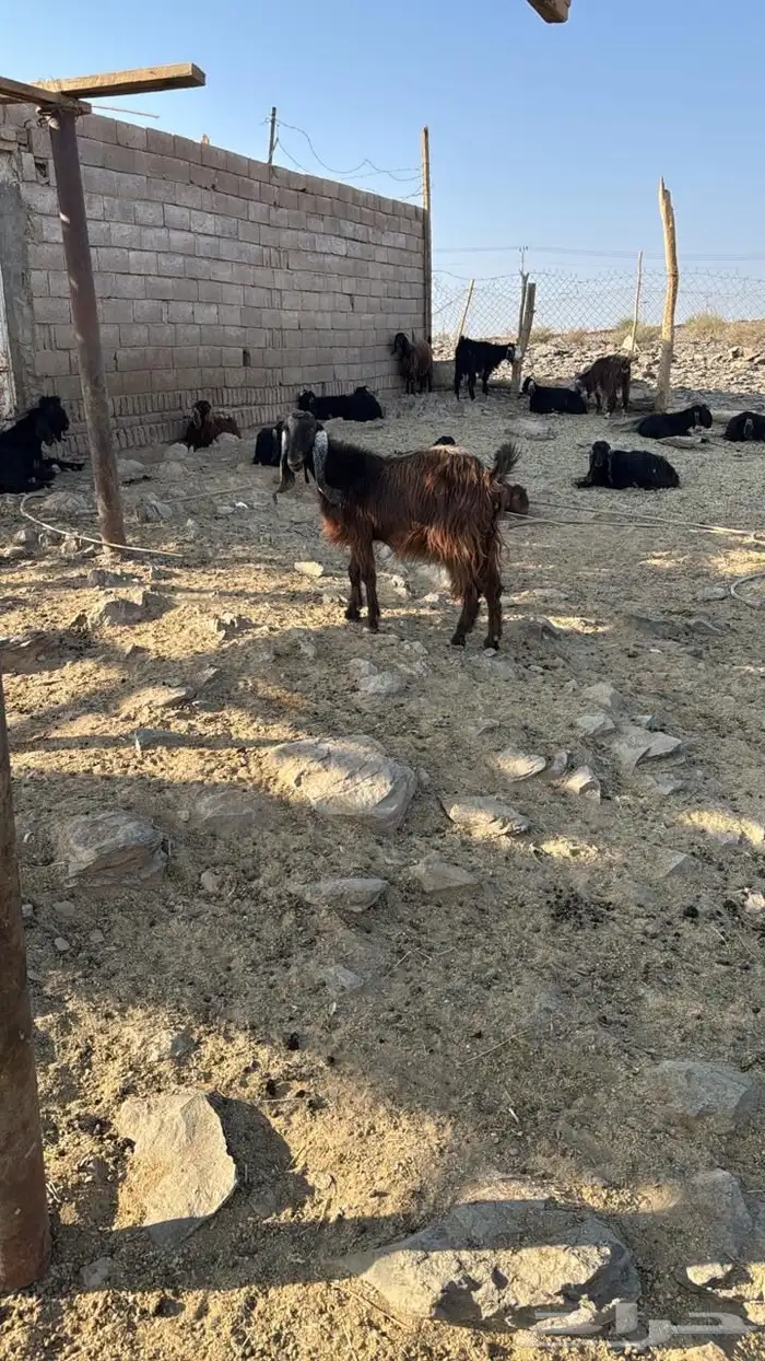 جفار معزاء طيبات مراح 1