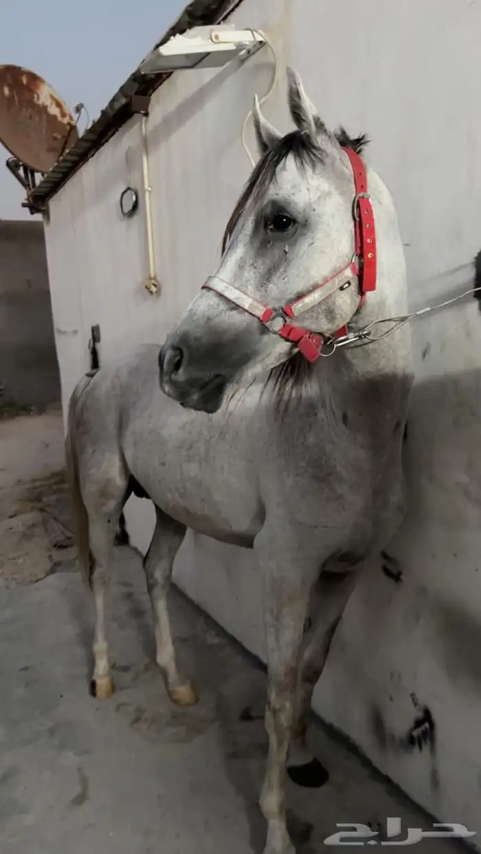 اسلام عليكم للبيع احصان شعبي 3
