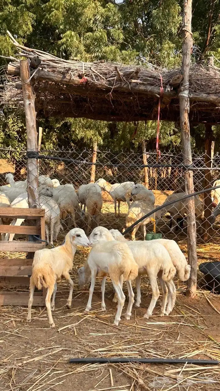 للبيع رخيل بلدي 1