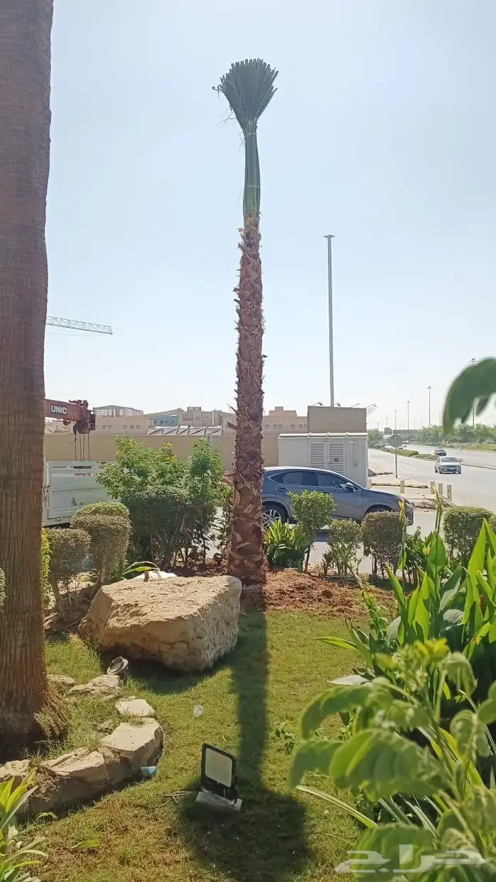 نخيل واشنطن للبيع 0