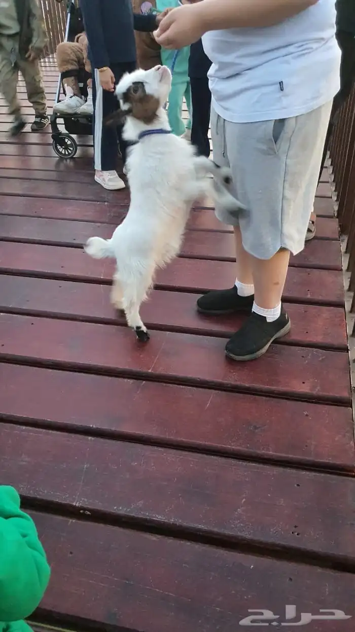 ماعز قزم تشيكي 4