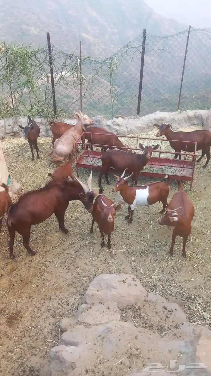 غنم دهم العدد 22 الموقع فيفاء 0