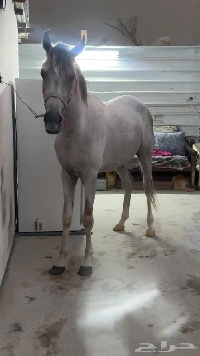 اسلام عليكم للبيع احصان شعبي 2