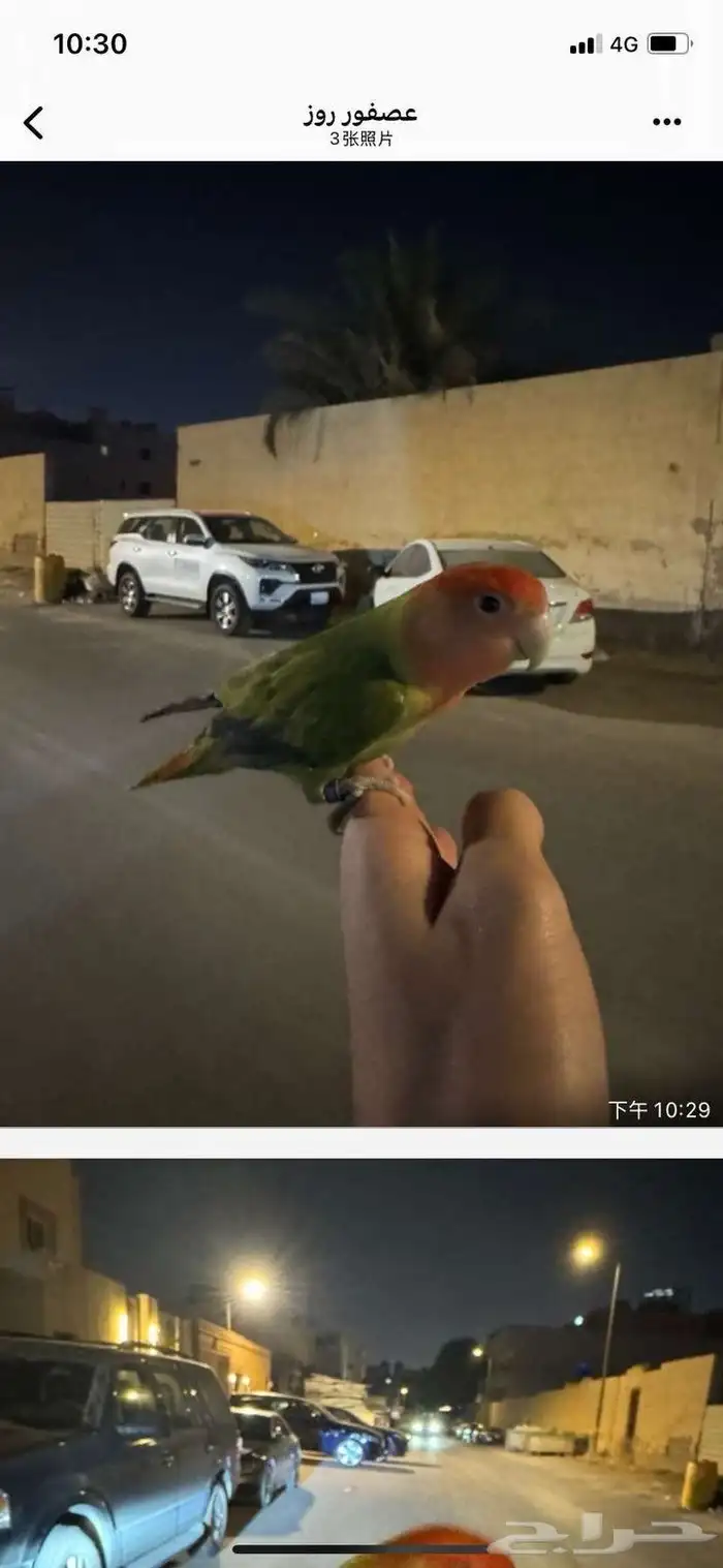 طير روز للبيع 3