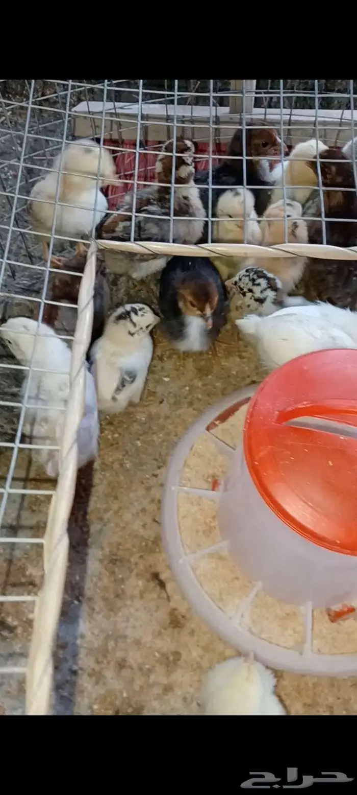 صوص فاخر وطيب مرره 3