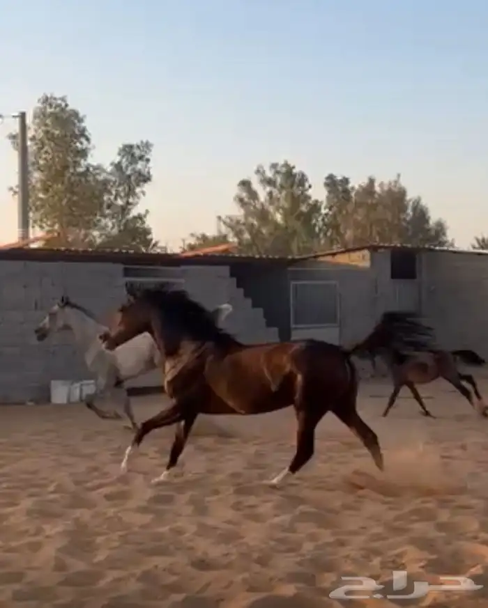 فرس فاخره دهما محجله اربع 8