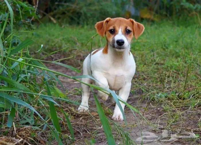 جراء جاك راسل استيراد روسيا 1