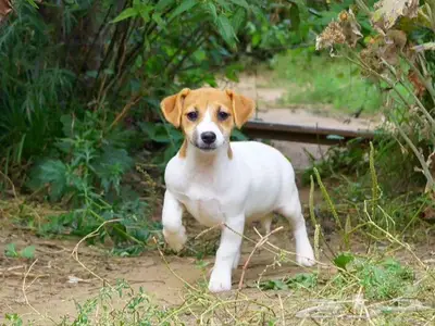 جراء جاك راسل استيراد روسيا index