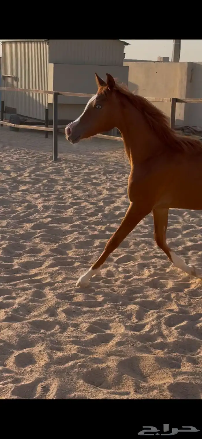 مهره شعبيه عربيه قطعه وجبار وكفو المهره 1