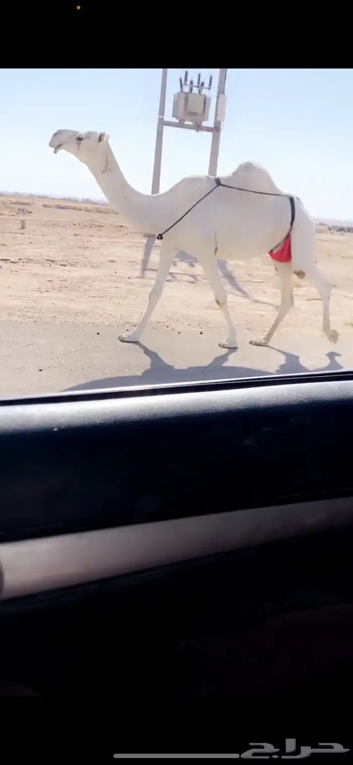 العشرا ام البكره الكفو 1