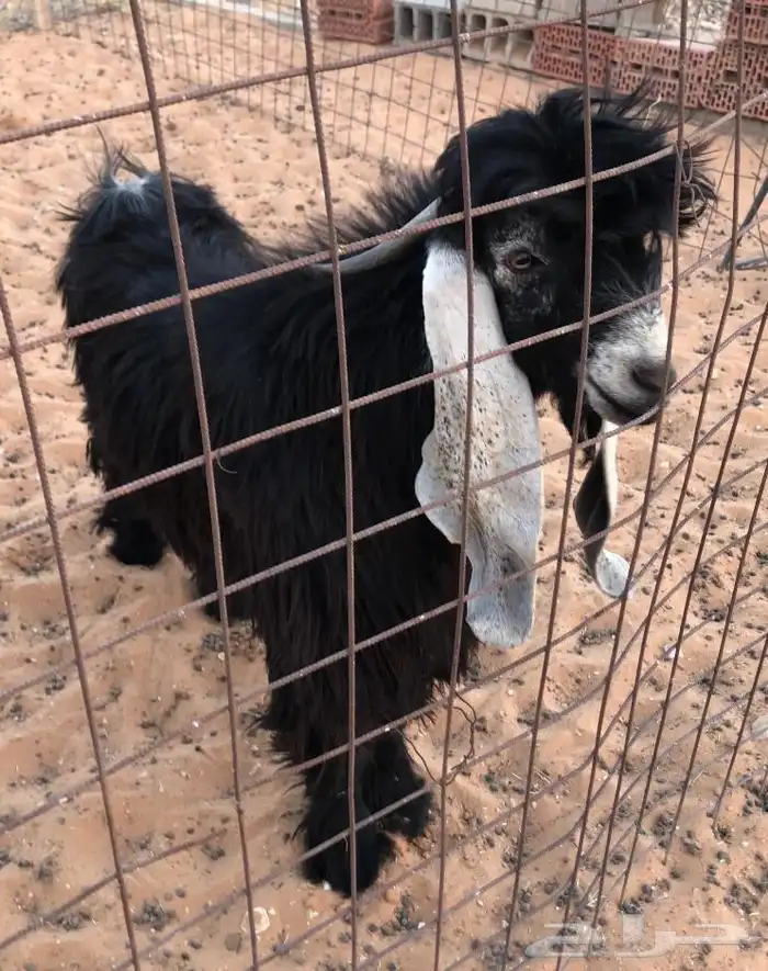 تيس عارضي وجفرة للبيع 0