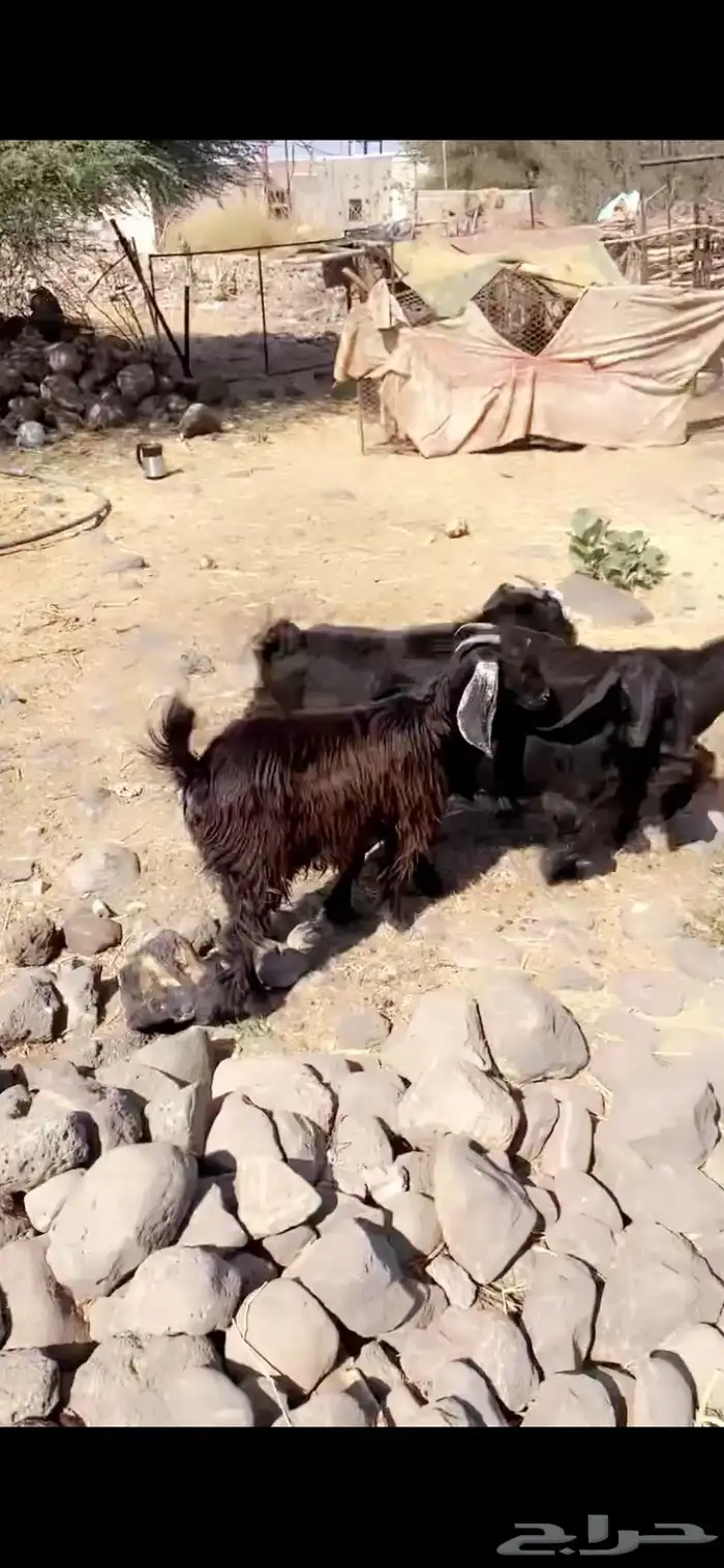 اربع جفار طيبات منوت انقاي اللي يبي يسس مراح العمر وشهور 1