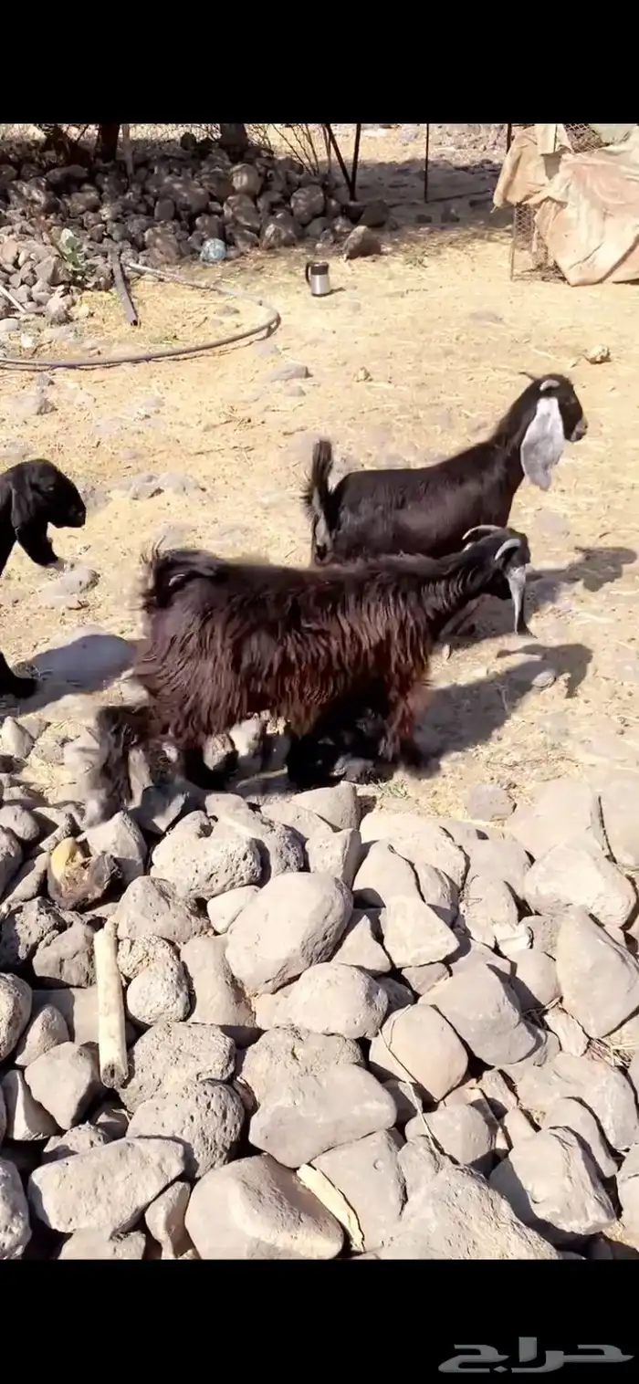 اربع جفار طيبات منوت انقاي اللي يبي يسس مراح العمر وشهور 2