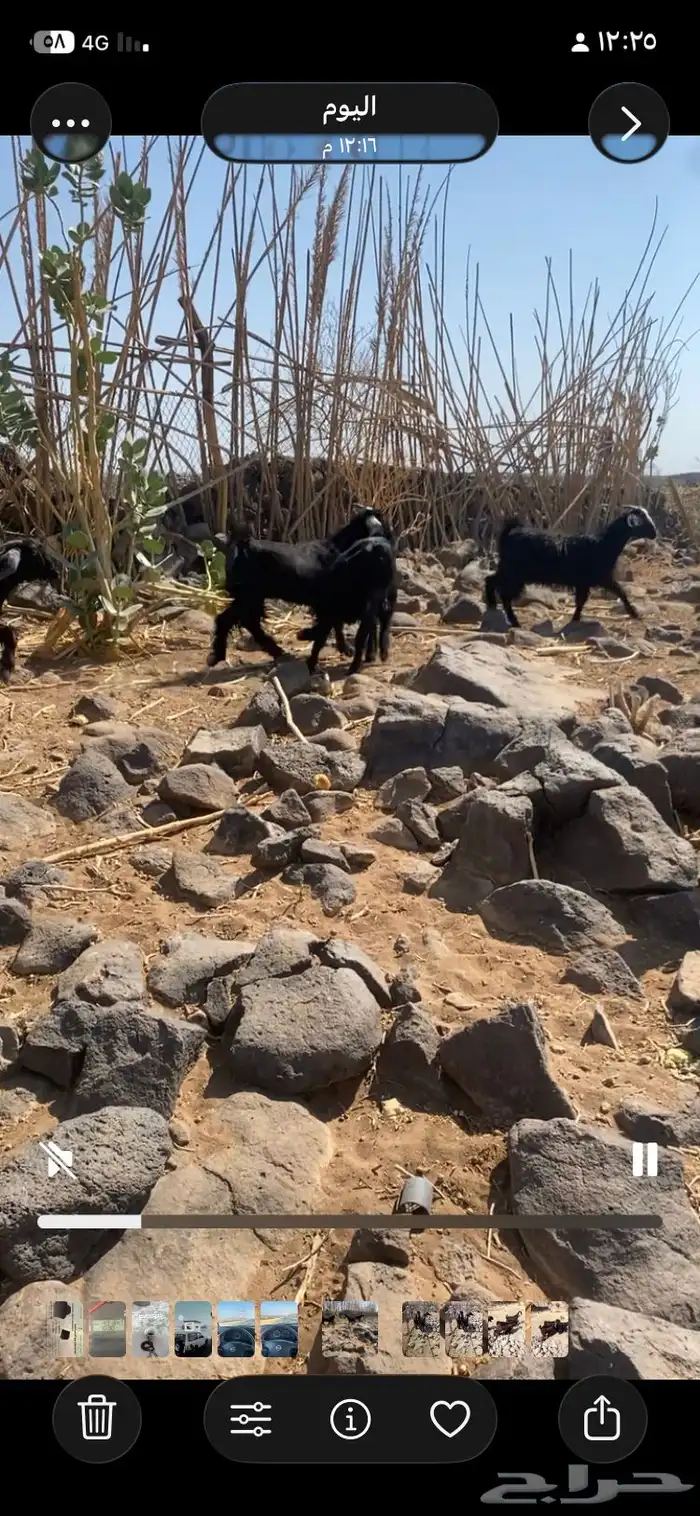 اربع جفار طيبات منوت انقاي اللي يبي يسس مراح العمر وشهور 0