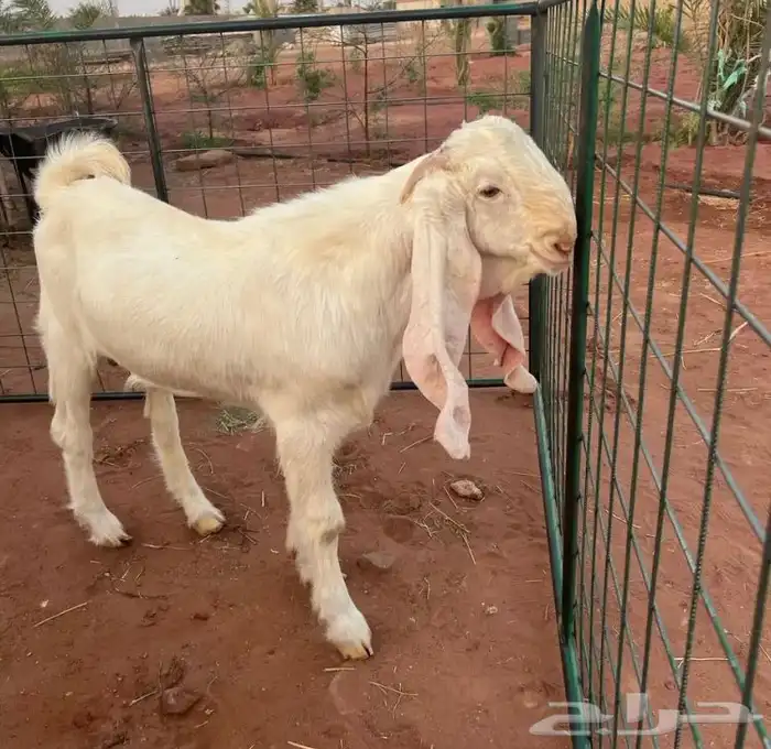 تيس جذع صنف 0