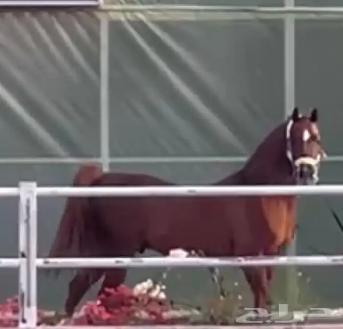 فحل مربط من الخالدية 3