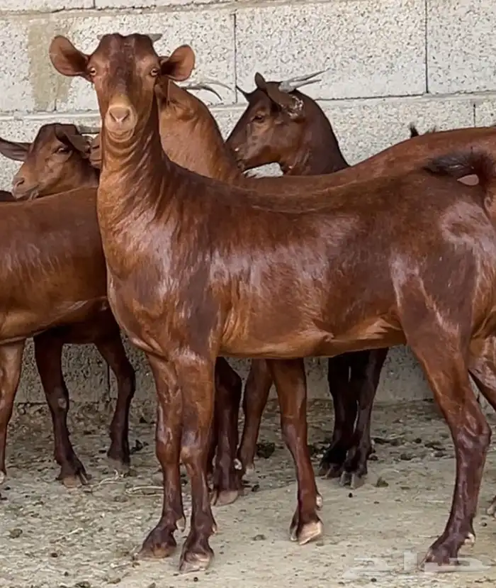 جفار دهم عدد 10 ( تم البيع ) 0