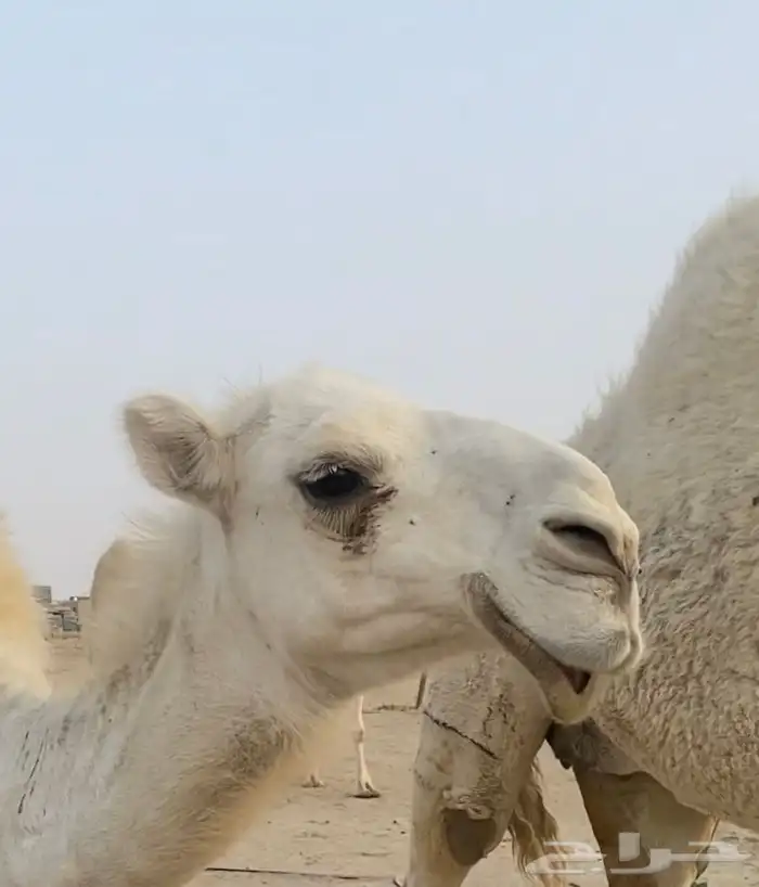 ماشاءالله تبارك الله وافلح من ذكر الله بعير منتج على كساب 8