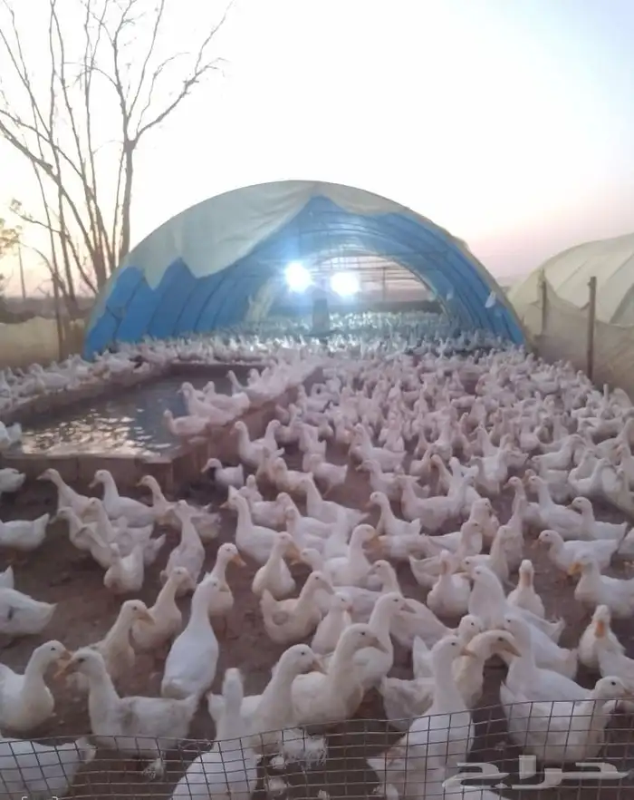 بيض بط بكيني مخصب 0