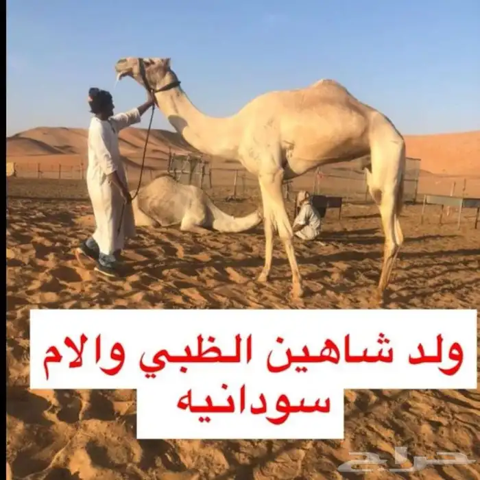 للبيع اللقحة ملاقي على ولد شاهين الظبي منتج سبق 1