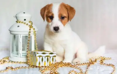 جراء جاك راسل استيراد روسيا index