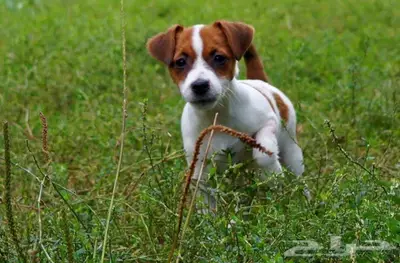 جراء جاك راسل استيراد روسيا index