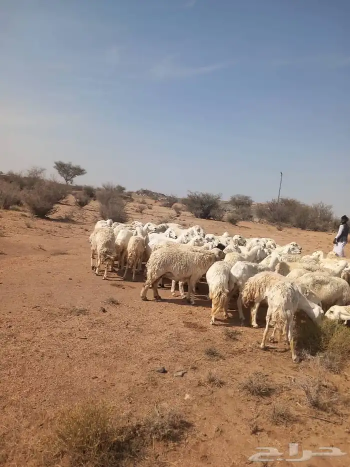 ضان حريات مقنوي حرش دفيع بفحولها 2