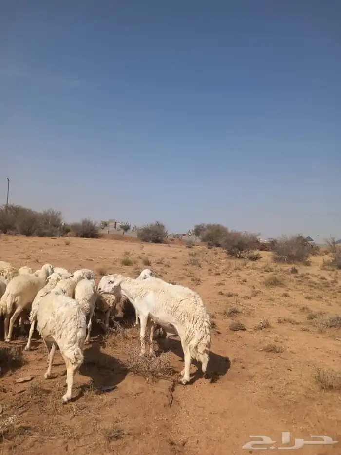 ضان حريات مقنوي حرش دفيع بفحولها 3